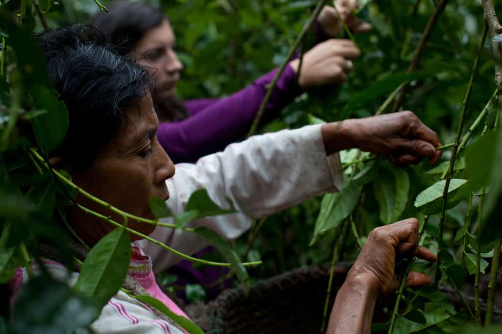 Runa Clean Energy, working with farmers in Ecuador 