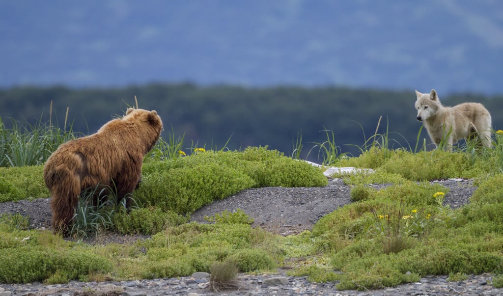 Disneynature's BEARS