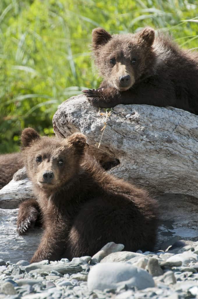 Disneynature's BEARS