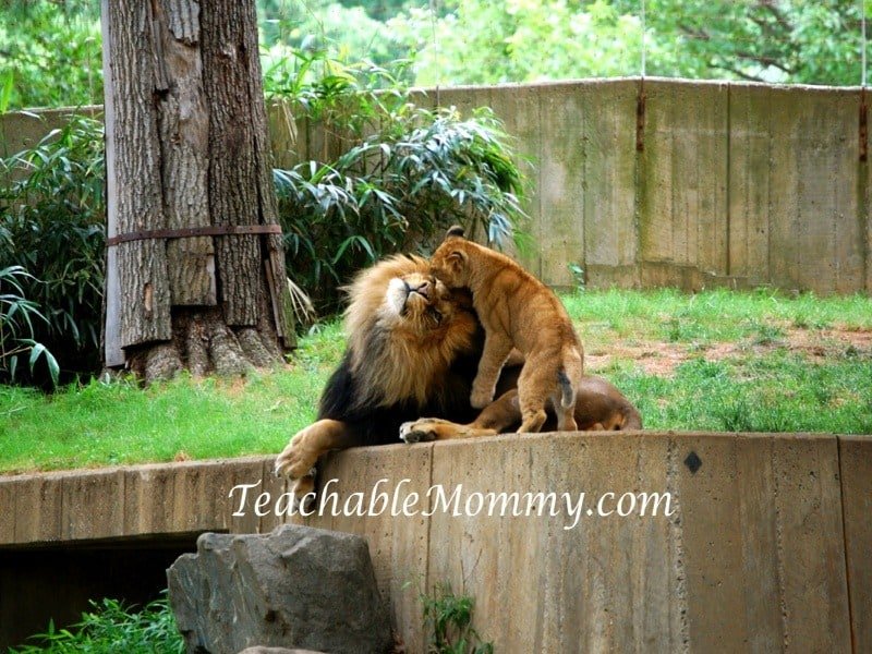 National Zoo Lion Cubs, Lion Cubs, Lions