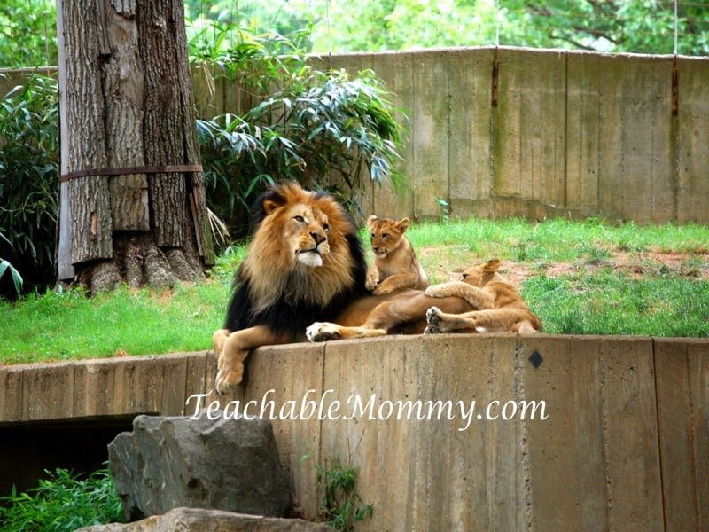 National Zoo Lion Cubs, Lion Cubs, Lions