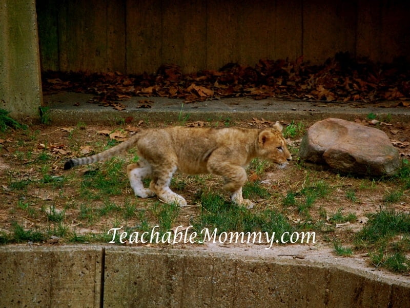 National Zoo Lion Cubs, Lion Cubs, Lions