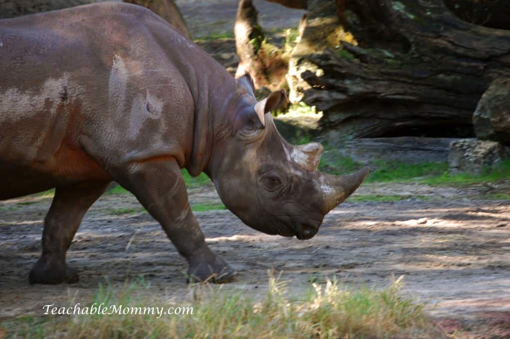 Disney's Animal Kingdom, Animal Kingdom, Walt Disney World, #DisneySMMC, Rhino