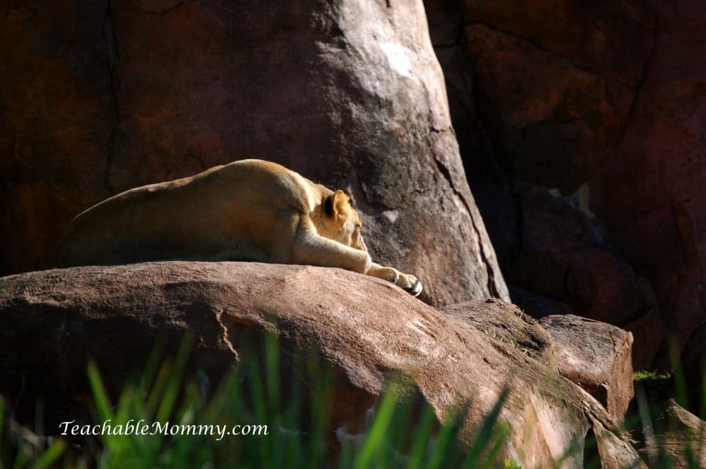 Disney's Animal Kingdom, Animal Kingdom, Walt Disney World, #DisneySMMC, Lioness