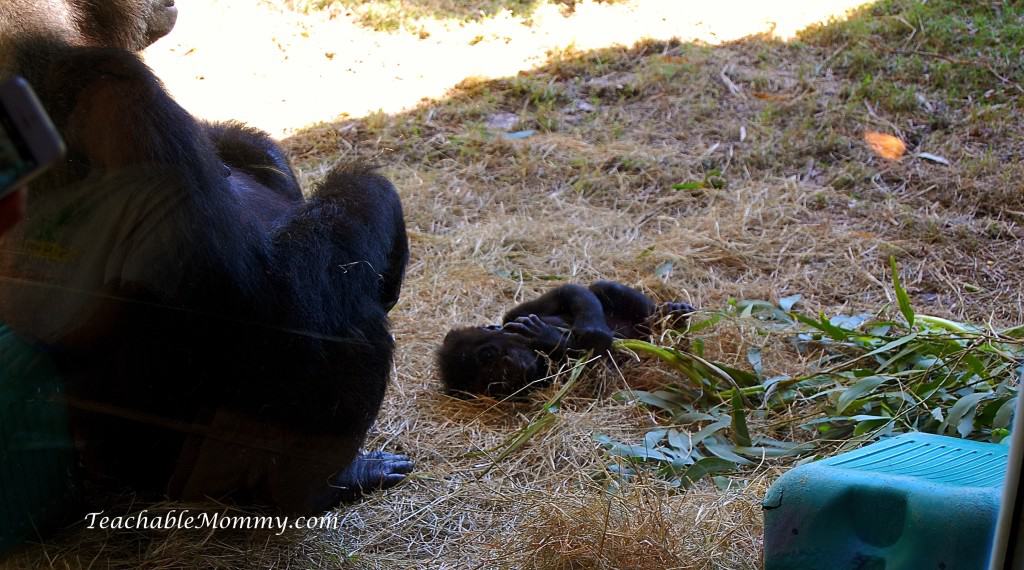 Disney's Animal Kingdom, Animal Kingdom, Walt Disney World, #DisneySMMC, Baby Gorilla 