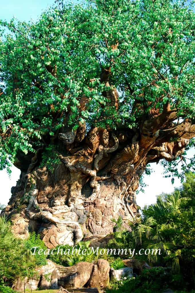 Disney's Animal Kingdom, Animal Kingdom, Walt Disney World, #DisneySMMC