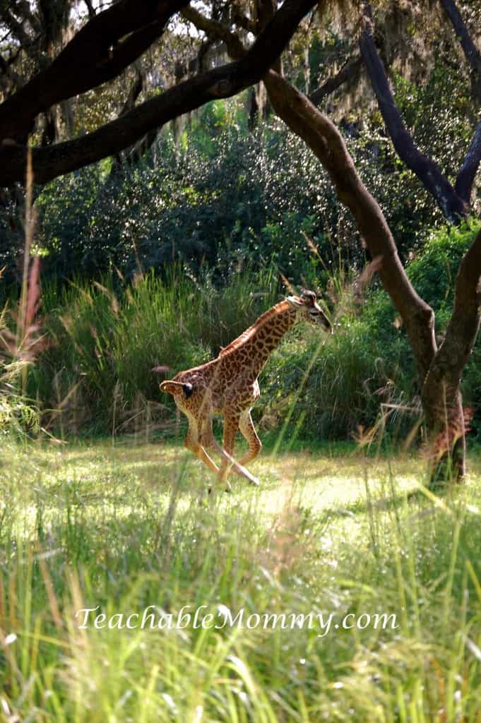 Disney's Animal Kingdom, Animal Kingdom, Walt Disney World, #DisneySMMC, Baby Giraffe 