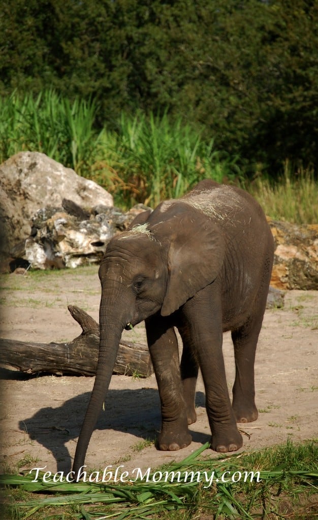 Disney's Animal Kingdom, Animal Kingdom, Walt Disney World, #DisneySMMC, Baby Elephant