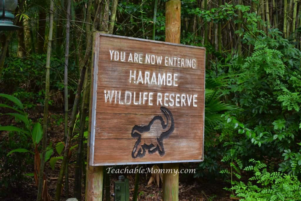 Animal Kingdom Safari, Disney's Animal Kingdom, Kilimanjaro Safaris, Animal Kingdom animals