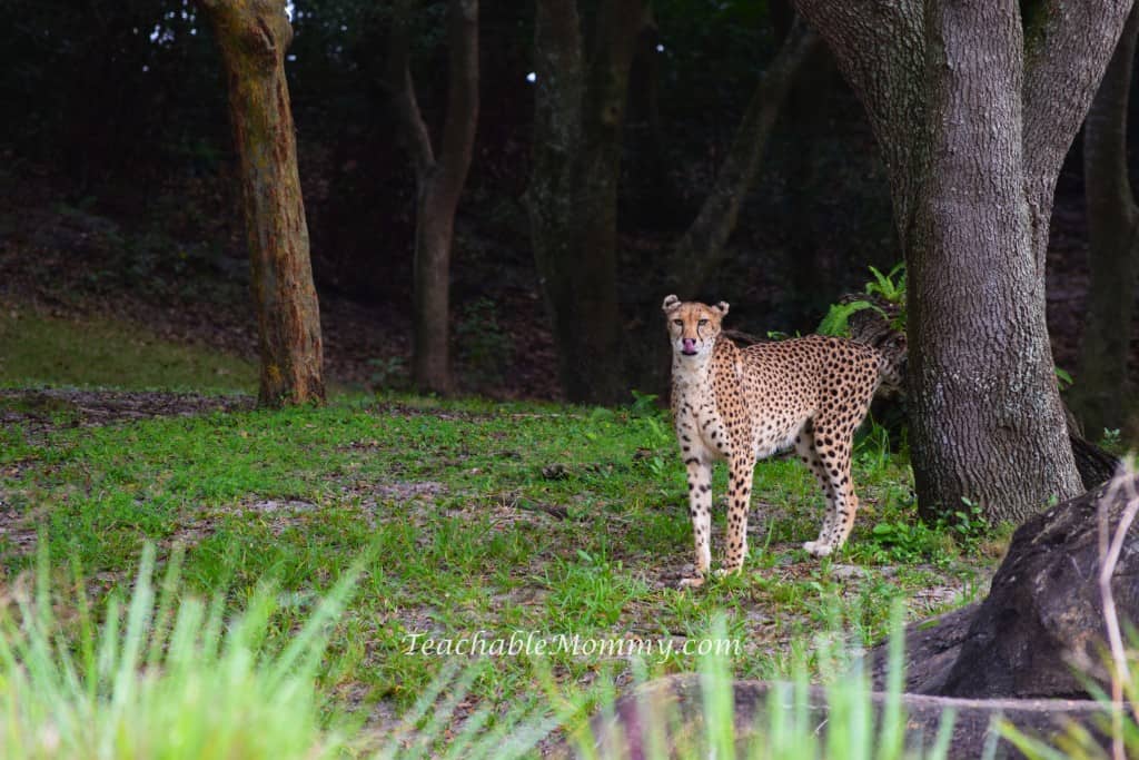 Animal Kingdom Safari, Disney's Animal Kingdom, Kilimanjaro Safaris, Animal Kingdom animals, cheetah