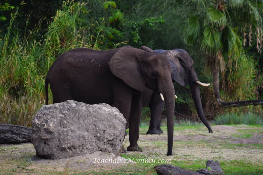 Animal Kingdom Safari, Disney's Animal Kingdom, Kilimanjaro Safaris, Animal Kingdom animals, elephants