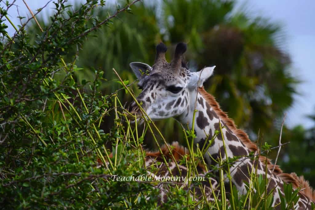 Animal Kingdom Safari, Disney's Animal Kingdom, Kilimanjaro Safaris, Animal Kingdom animals, Giraffe