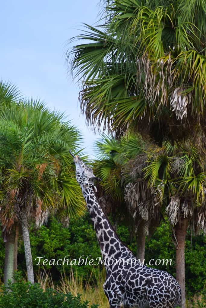 Animal Kingdom Safari, Disney's Animal Kingdom, Kilimanjaro Safaris, Animal Kingdom animals, Giraffe