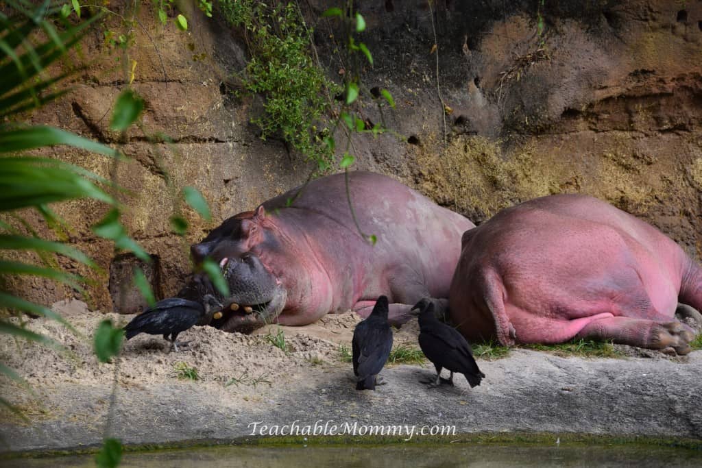 Animal Kingdom Safari, Disney's Animal Kingdom, Kilimanjaro Safaris, Animal Kingdom animals, hippos