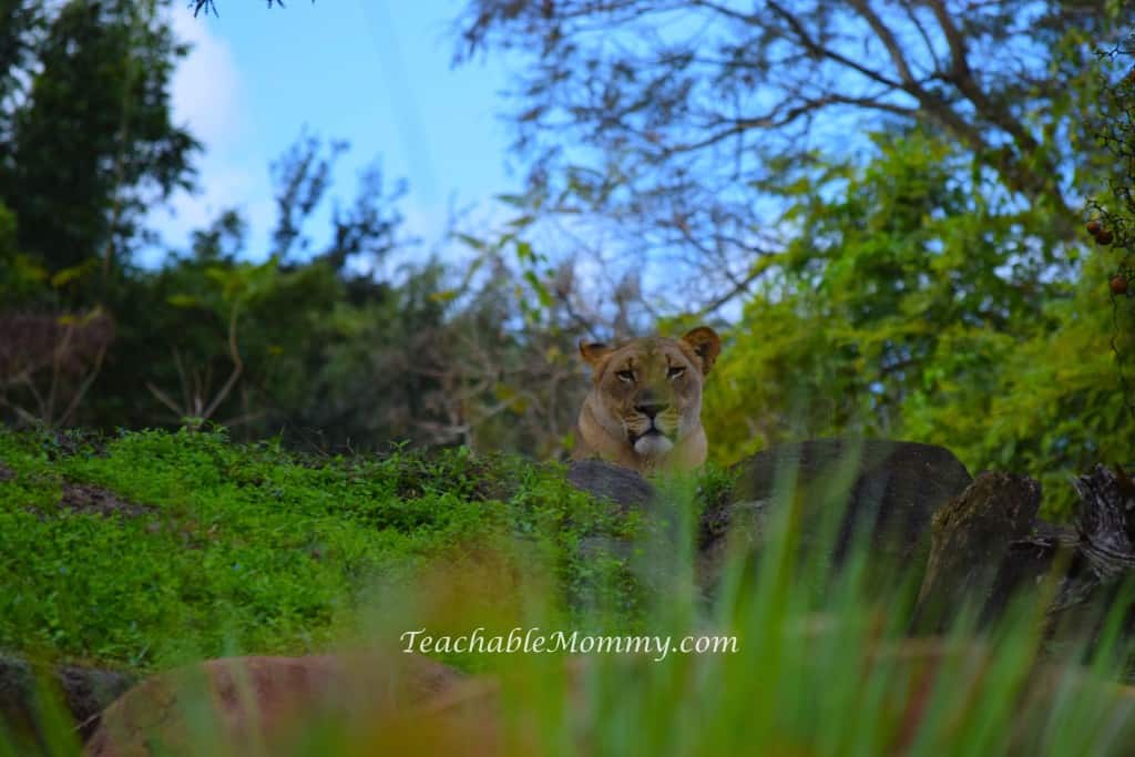 Animal Kingdom Safari, Disney's Animal Kingdom, Kilimanjaro Safaris, Animal Kingdom animals, Lioness