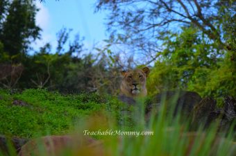 Animal Kingdom Safari, Disney's Animal Kingdom, Kilimanjaro Safaris, Animal Kingdom animals, Lioness