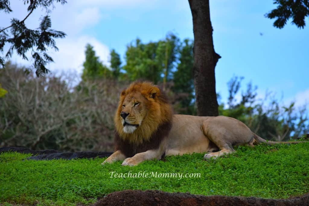 Animal Kingdom Safari, Disney's Animal Kingdom, Kilimanjaro Safaris, Animal Kingdom animals, Lion
