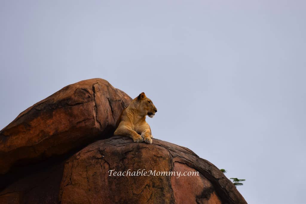 Animal Kingdom Safari, Disney's Animal Kingdom, Kilimanjaro Safaris, Animal Kingdom animals, lioness