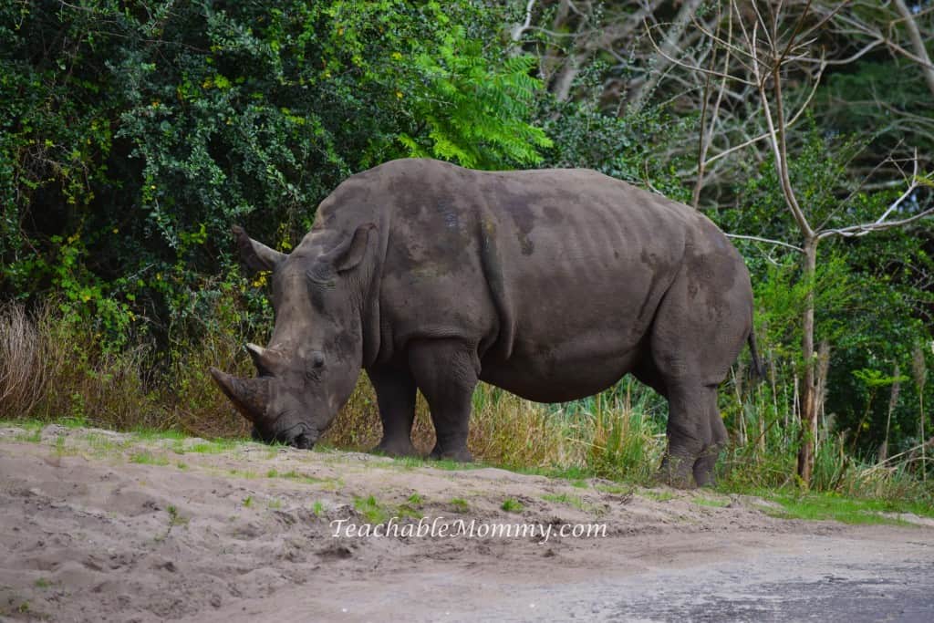 Animal Kingdom Safari, Disney's Animal Kingdom, Kilimanjaro Safaris, Animal Kingdom animals, black rhino