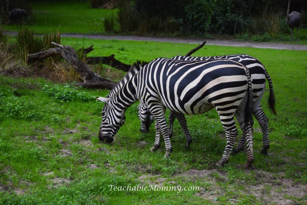 Animal Kingdom Safari, Disney's Animal Kingdom, Kilimanjaro Safaris, Animal Kingdom animals, zebras