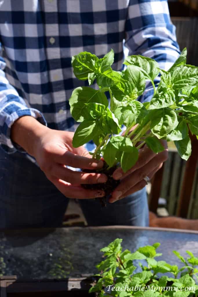 Eco Boys and Girls, ebooks for kids, Earth Day ideas, DIY Deck Organic Herb Garden, Earth Day ideas for kids, organic gardening, deck garden, deck box, #EcoBoysAndGirls #ad 