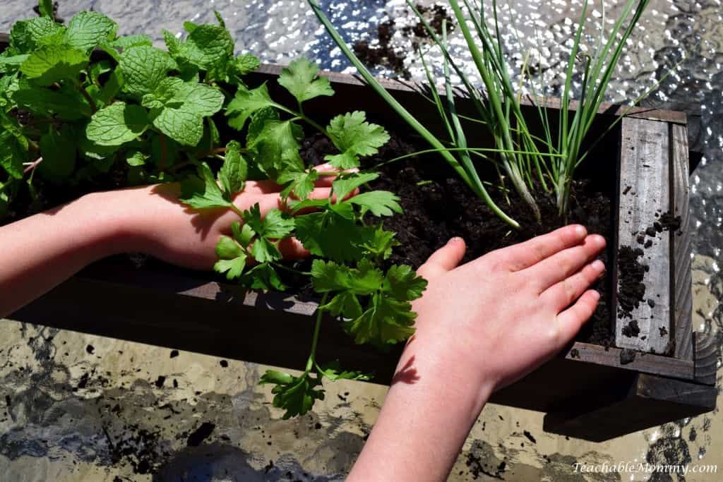 Eco Boys and Girls, ebooks for kids, Earth Day ideas, DIY Deck Organic Herb Garden, Earth Day ideas for kids, organic gardening, deck garden, deck box, #EcoBoysAndGirls #ad 