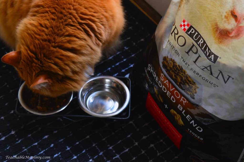 Purina Pro Plan Savor Shredded Blend, #PawstoSavor, Cat, Ginger Cat