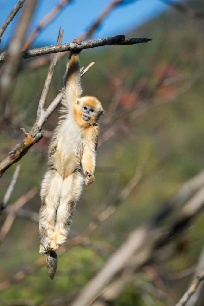 Celebrate Earth Day with Born in China