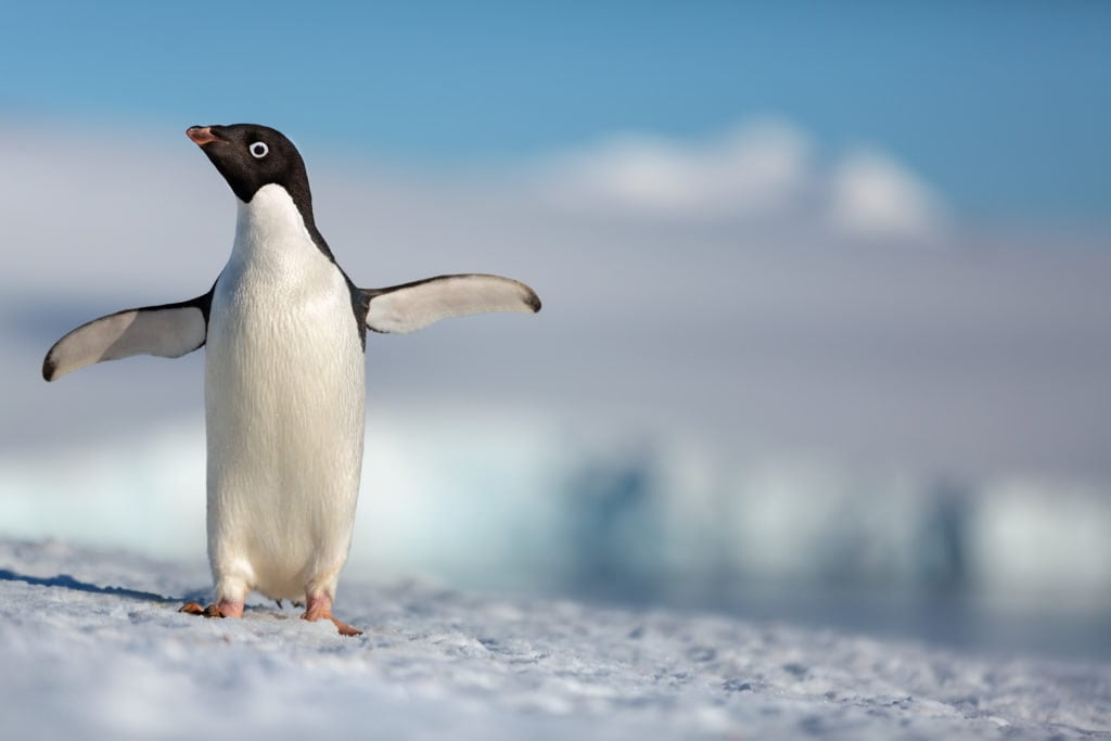 First Look at Disneynature Penguins