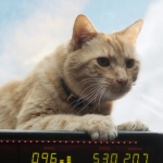 Captain Marvel Review, Goose The Cat