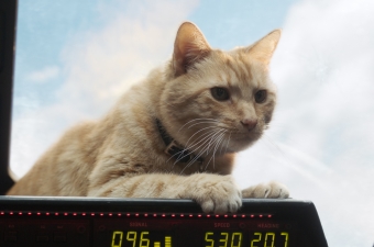 Captain Marvel Review, Goose The Cat