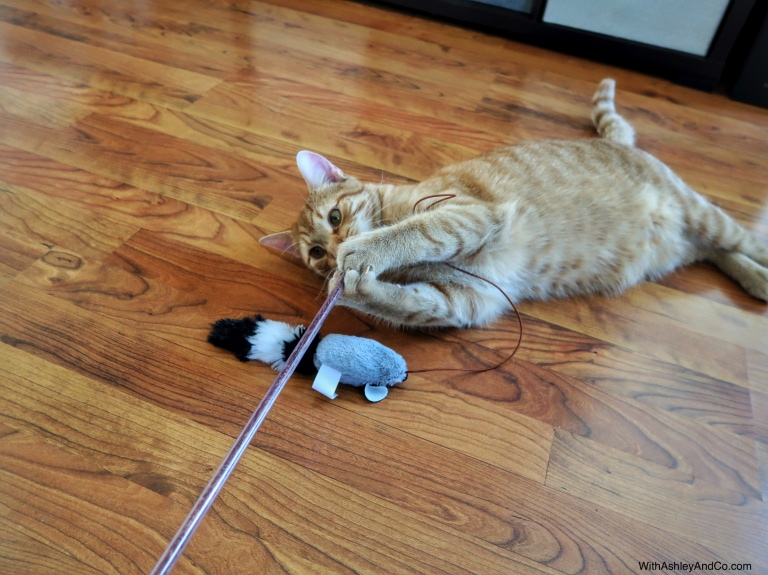 Spring Clean Your Cat's Routine