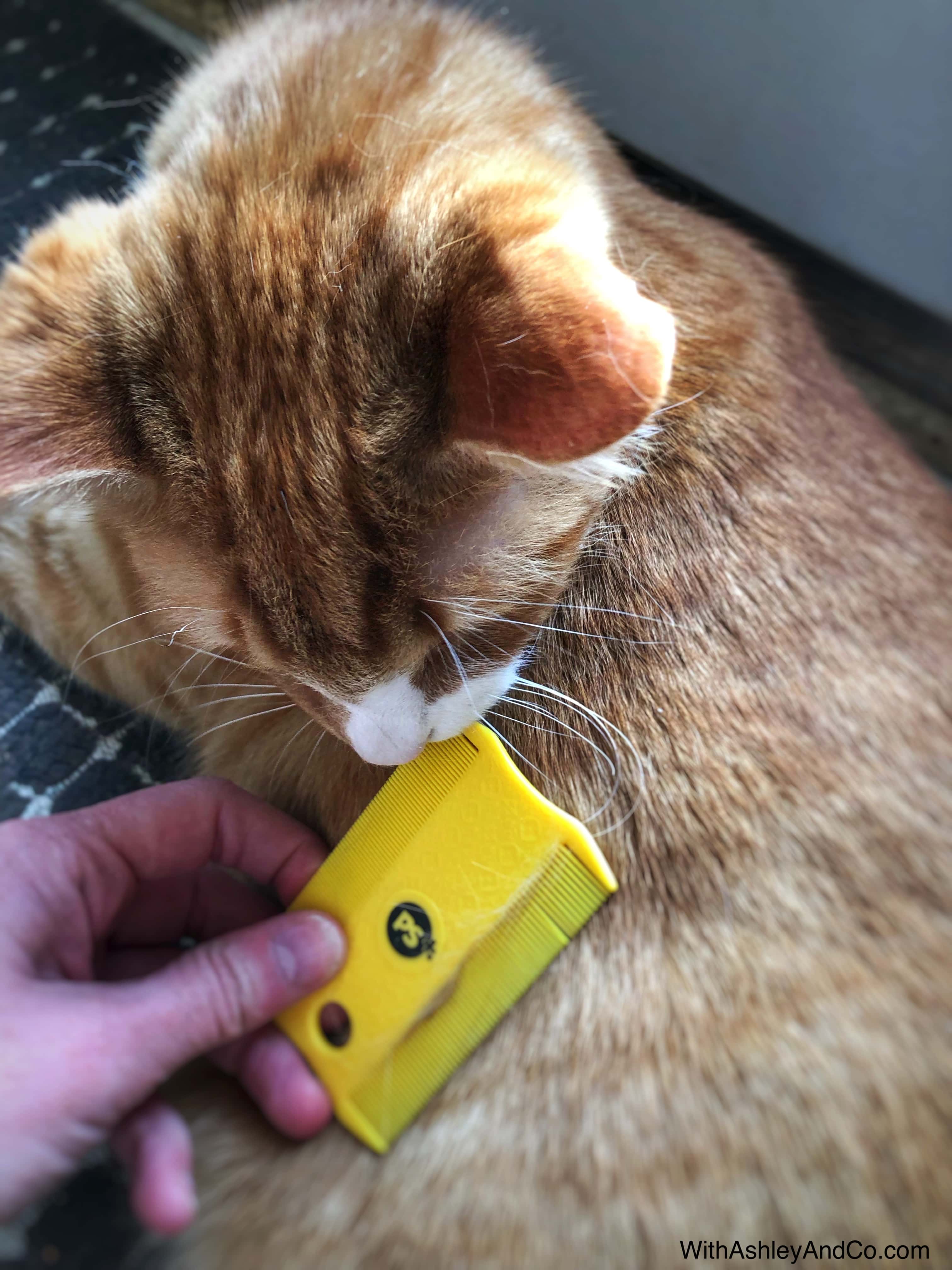 Spring Clean Your Cat's Routine