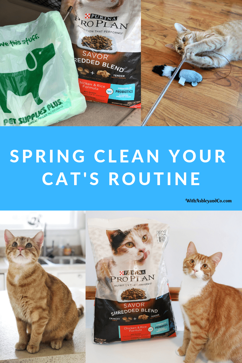 Spring Clean Your Cat's Routine