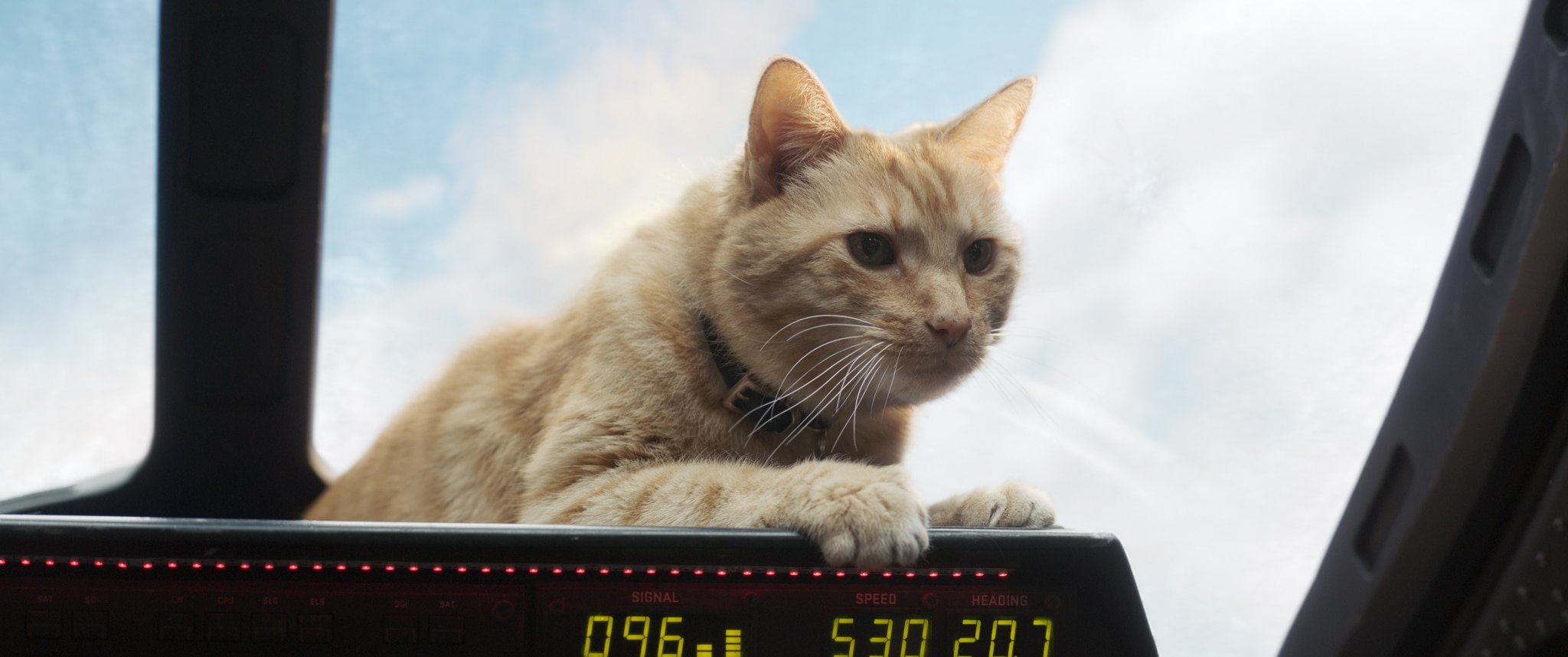 Captain Marvel Parent Review, Goose The cat