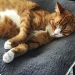 Spring Clean Your Cat's Routine
