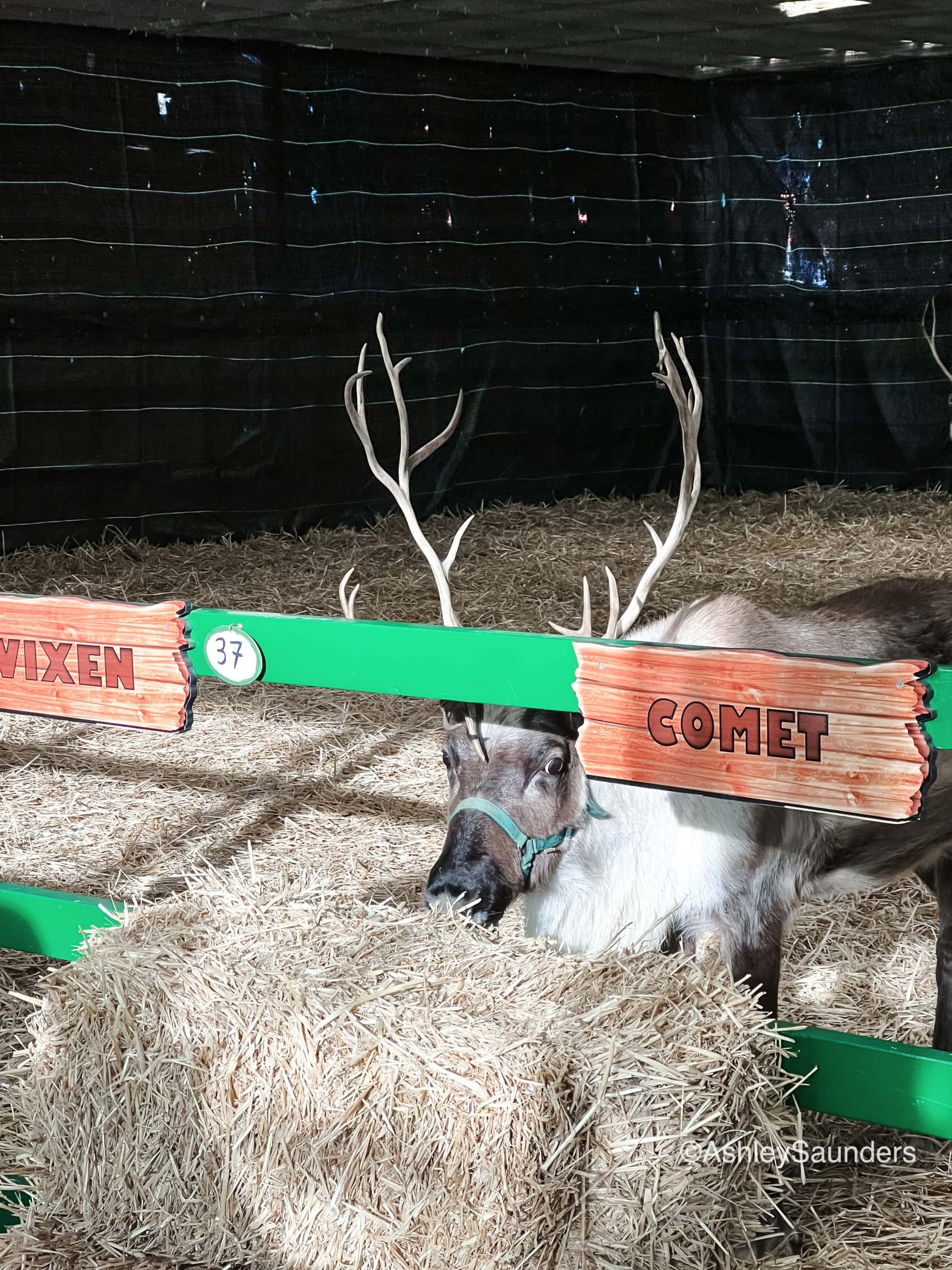 christmas candylane hersheypark reindeer