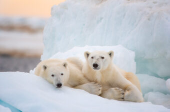 Disneynature Polar Bear Review