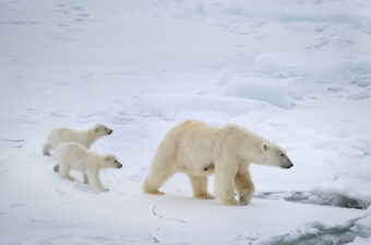 Directors Alastair Fothergill and Jeff Wilson Talk Polar Bear