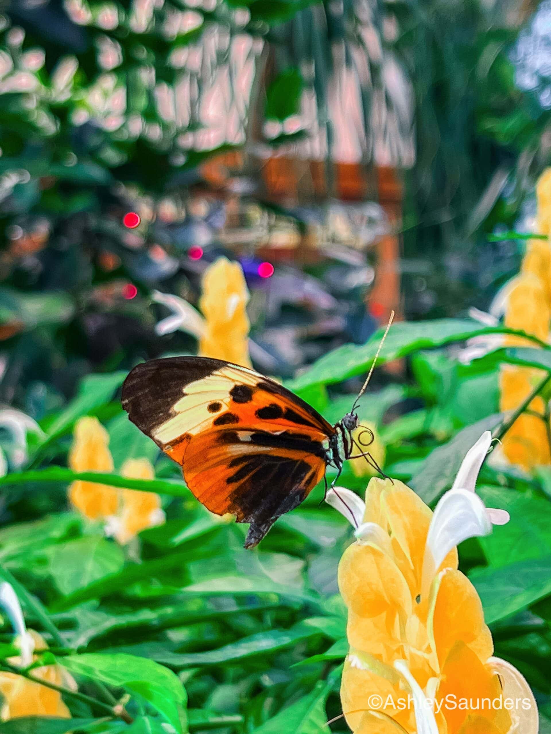 hersheypark christmas hershey gardens
